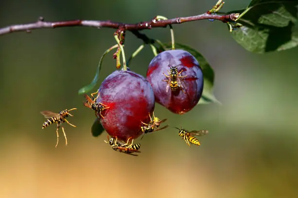 Photo of harmful insect-stinging striped wasps in the summer garden eat the fruits of ripe sweet plum fruits