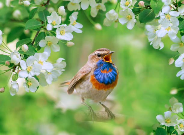雄のバラクシカ鳥は、リンゴの木の開花枝の中で春の庭の木に座って歌う - photography young animal bird young bird ストックフォトと画像