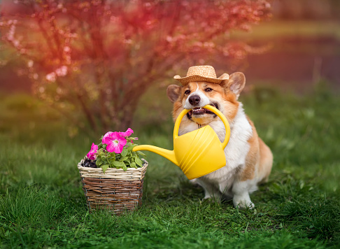 corgi dog puppy he holds a watering can in his teeth and waters the flowers in the flower beds in the garden on the plot