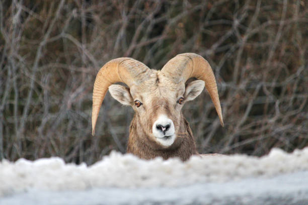istock Bighorn Sheep in Kanaskis 1399407253