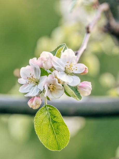 istock Close-up of Apple blossom 1399407654