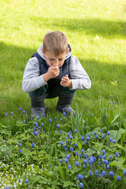 A little inquisitive boy with a magnifying glass is studying the world around him. A little inquisitive boy with a magnifying glass is studying the world around him science and technology kids stock pictures, royalty-free photos & images