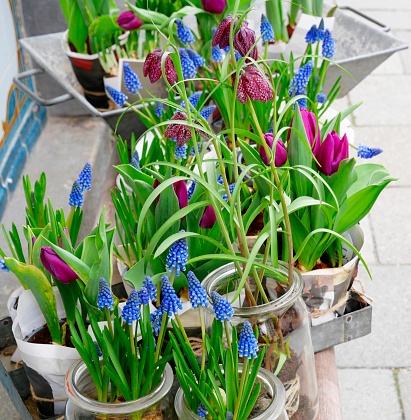 Blue grape hyacinths and purple tulips in jars and pots