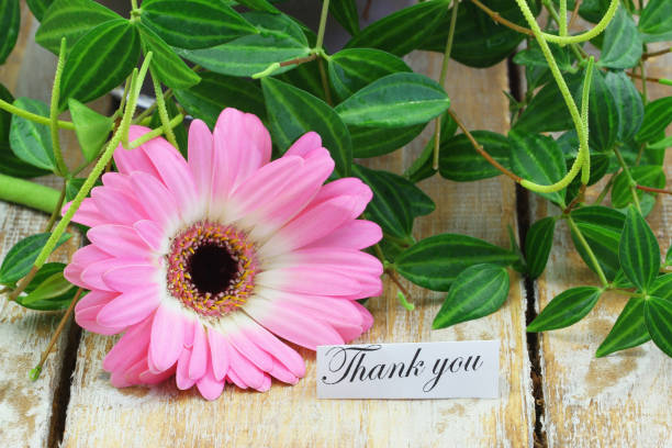 istock Thank you card with pink gerbera daisy on wooden surface 1399410272