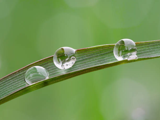 istock Beautiful close up dew drops on the grass 1399410457