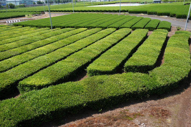 istock Japanese tea plantation 1399411404