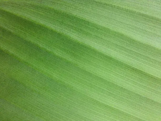 Photo of Full Frame Shot Of Green Leaf