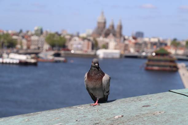istock Pigeon on the pier 1399411753