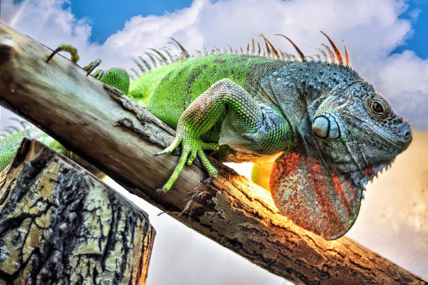 A big iguana lizard. A big iguana lizard sitting on a tree. marine iguana stock pictures, royalty-free photos & images