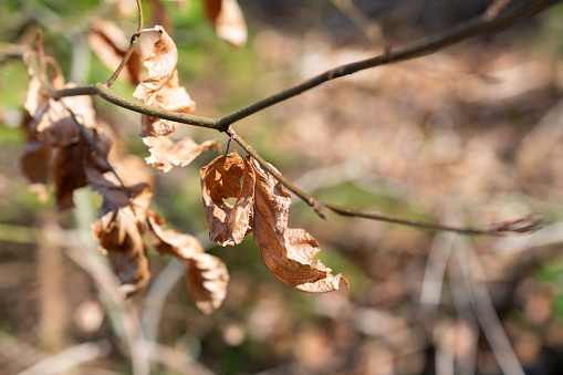 Schaan, Liechtenstein, April 4, 2022 Dry leaf on a branch in the woods