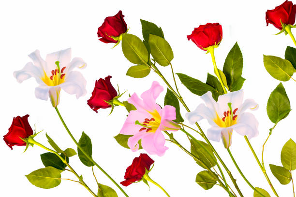 Lilies. Bright colorful flower rose on white background. Holiday greeting card.