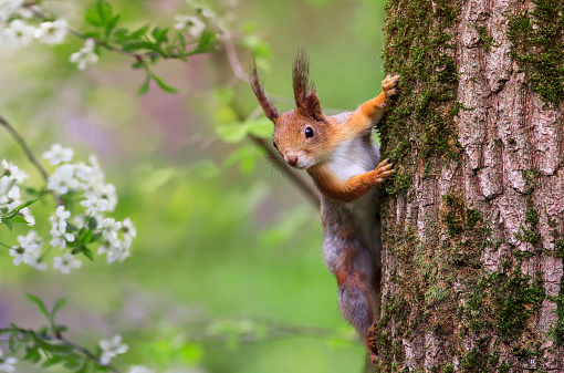 cute fluffy squirrel climbs trees among flowering branches of white cherry