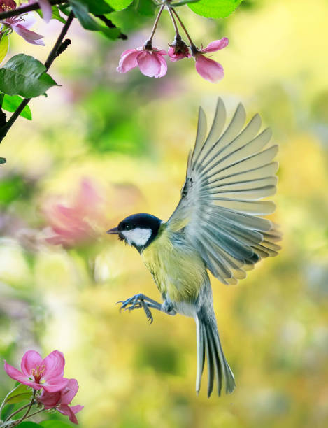 istock bird tit flutters in a sunny spring garden among pink apple blossoms 1399413428