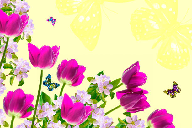 nature. Blossoming branch apple, tulips.  Bright colorful spring flowers. insects butterflies