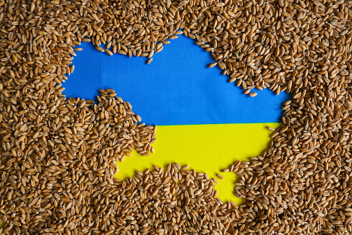 Wheat on ukrainian flag making the border of map of Ukraine. Food poverty in europe and world because of Russinan - Ukraine war and ships ports blokade.
