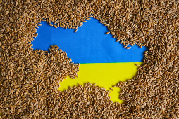 Map of Ukraine in cereal grain. Wheat on ukrainian flag making the border of map of Ukraine. Food poverty in europe and world because of Russinan - Ukraine war and ships ports blokade. ukrainian culture stock pictures, royalty-free photos & images