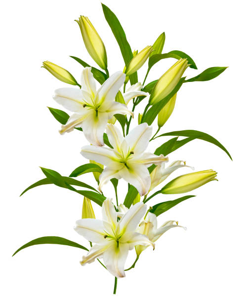 istock Bright lily flowers isolated on white background. 1399413934