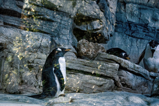 istock Some penguins on background of rocks. 1399414123