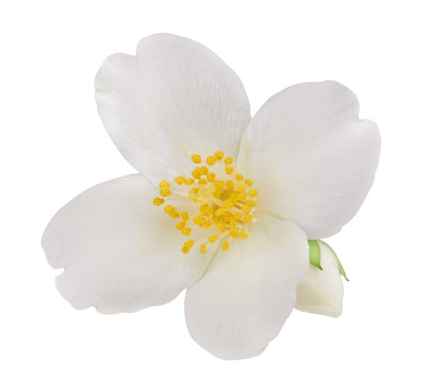 istock Jasmine flowers isolated on white background 1399416660