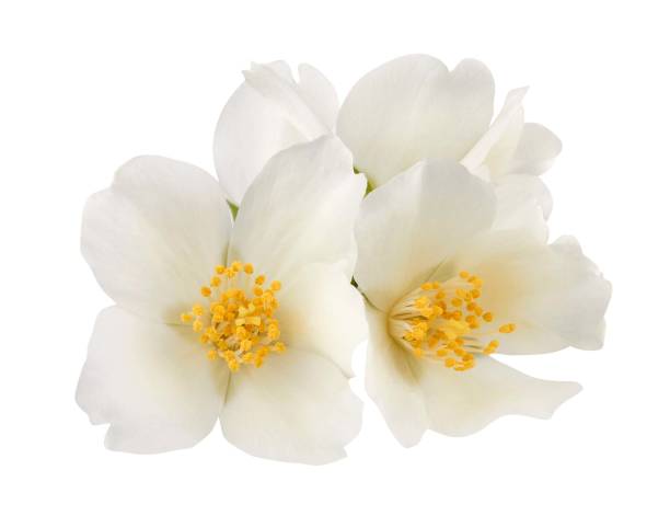 istock Jasmine flowers isolated on white background 1399416661