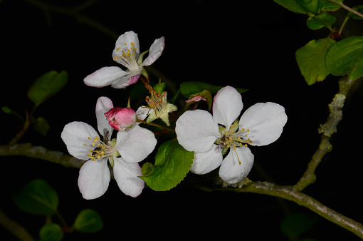 A mixture of buds, flowers, leaves and the branch that they are growing on.  The very delicate flowers are in different stages of growth with clear details of the petals and stamens. There are three flies feeding on the pollen. The background is almost black.