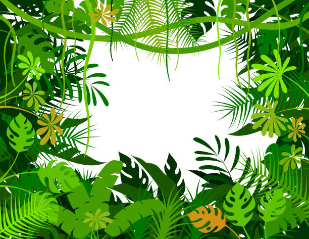 ilustraciones, imágenes clip art, dibujos animados e iconos de stock de fondo de selva tropical. póster de jungle frame. - bosque pluvial