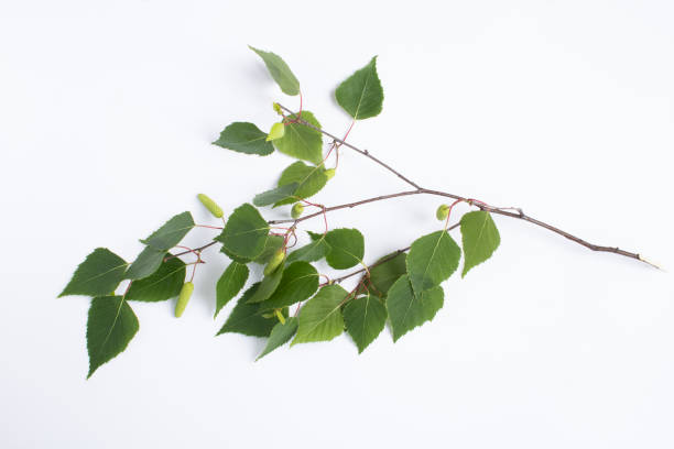 istock Green birch branch on the white background. Close-up. Top view. 1399417683