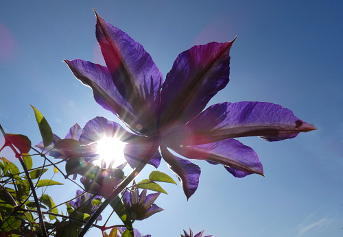 A complicated clematis cultivar photographed with lens flare