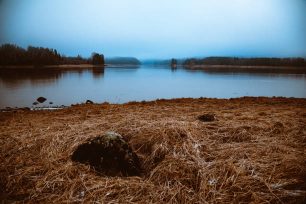 Weathered Reeds in a lake by Borås