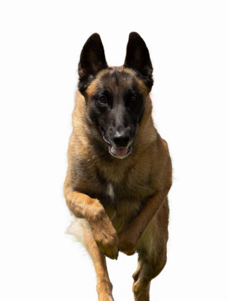 istock Belgian malinois running against a white background 1399419120