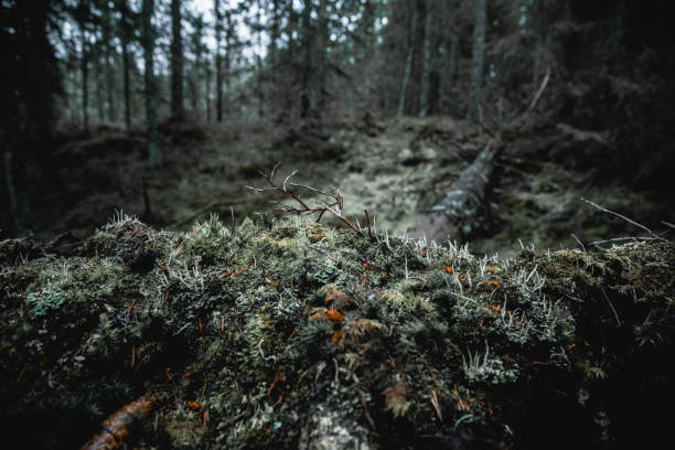 Moody forest trees in autumn Norway