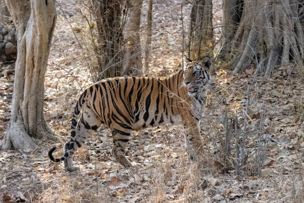 istock A tiger female in India, Madhya Pradesh 1399419608