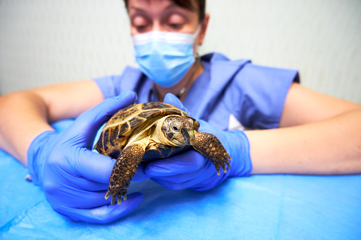 Inspection of the turtle at the veterinary clinic