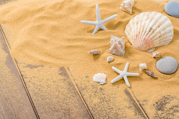 Exotic starfish on a sandy tropical beach