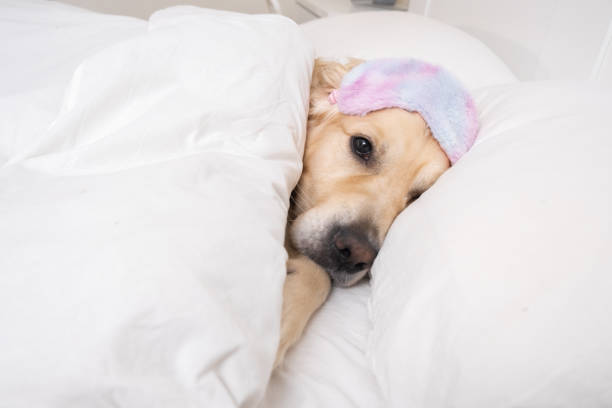 istock The cute dog sleeps under a white blanket with a sun blindfold over his eyes. A golden retriever lies and rests in a cozy bed. 1399420607