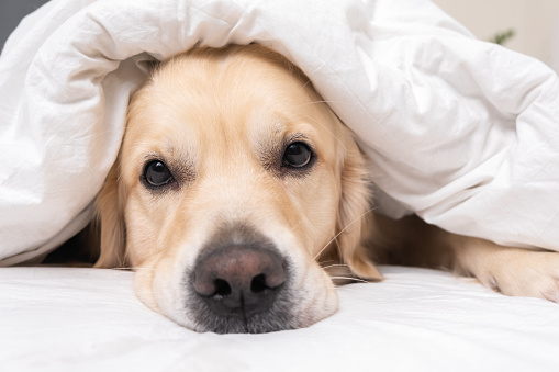 A cute dog lies under a white blanket. Golden Retriever sitting in bed in the morning. The concept of pets living like people.