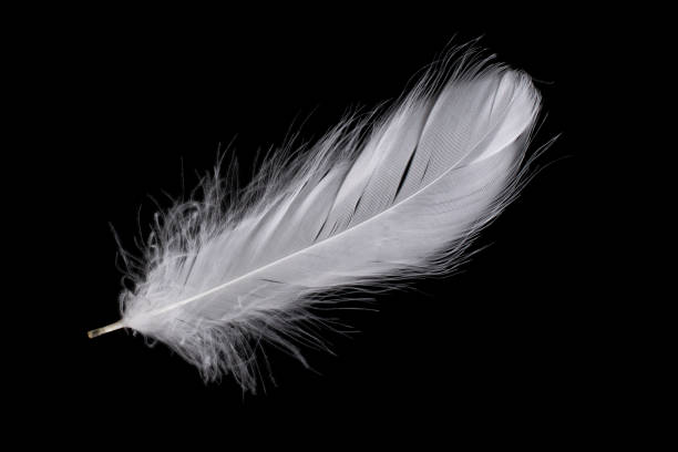 istock white feather of a goose on a black background 1399420713