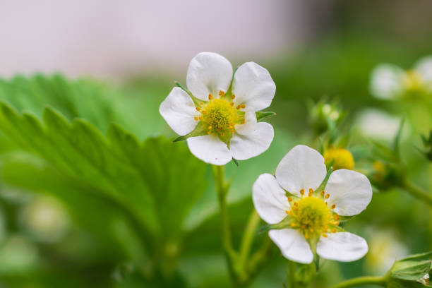 istock white strawberry flowers on a green background 1399420738