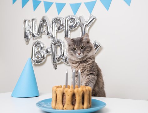 The gray cat sits and looks at the cake on his birthday. It's a pet's birthday.