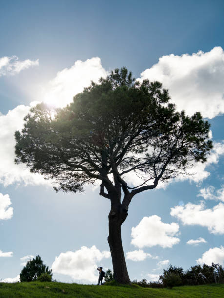 istock Woman looking at the horizon next to a huge tree 1399420992