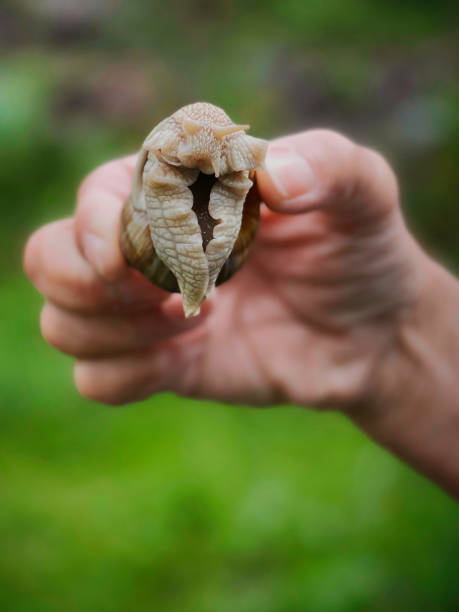 weinbergschnecke - gourmet snail food escargot imagens e fotografias de stock