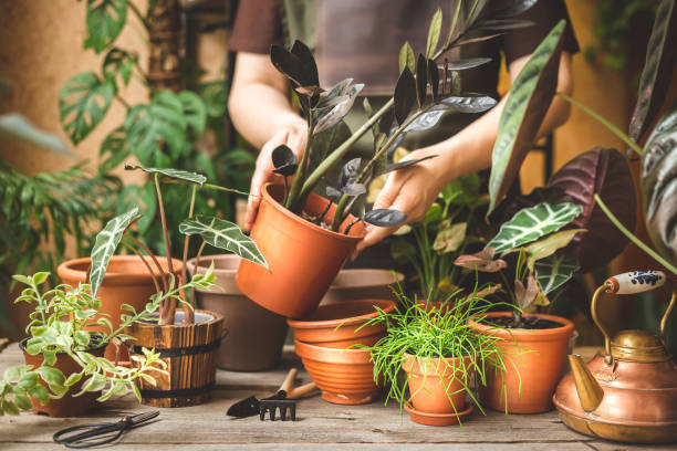 Home gardenertaking care for the plants at home Woman gardening with plants at home. Taking care for the indoor potted plants. Hobbies and leisure concept potting stock pictures, royalty-free photos & images