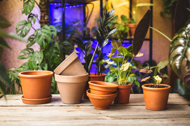 Ceramic terra cotta plant pots on the wooden table Ceramic terra cotta flower pots on the wooden table with lots of plants on the shelf behind. Plant replanting in the greenhouse potting stock pictures, royalty-free photos & images