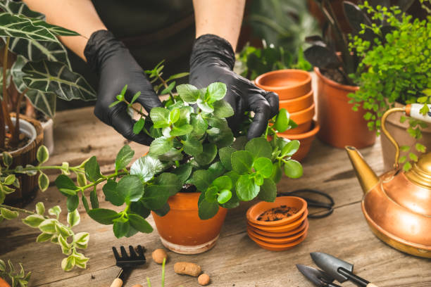 istock Kalanchoe plant transplanting proces. Rustic style 1399421977