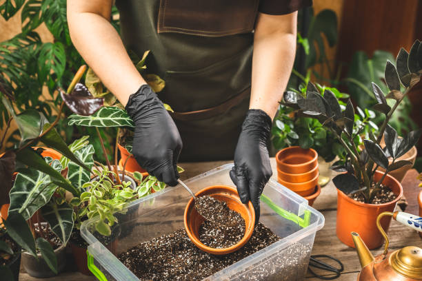 istock Gardener filling the ceramic pot with the soil 1399421981