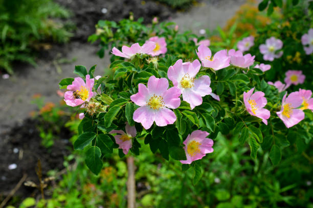 flores de rosa de cachorro, rosehip, crescendo na natureza. belo dia de primavera no jardim. - berry fruit pink vibrant color leaf - fotografias e filmes do acervo