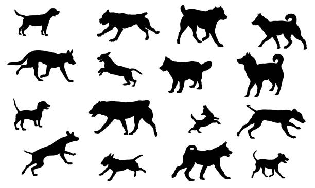 illustrations, cliparts, dessins animés et icônes de groupe de chiens de différentes races. silhouette de chien noir. courir, se tenir debout, marcher, sauter des chiens. isolé sur fond blanc. animaux de compagnie. - terrier dog puppy animal
