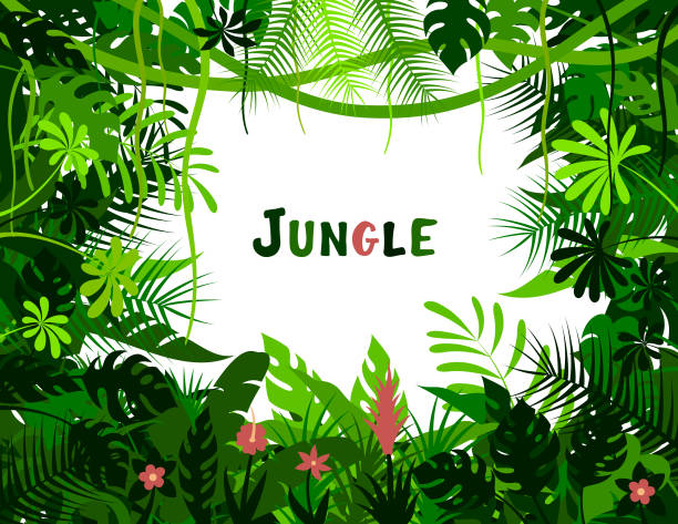 ilustrações de stock, clip art, desenhos animados e ícones de tropical rainforest background. jungle frame poster. - fern forest ivy leaf