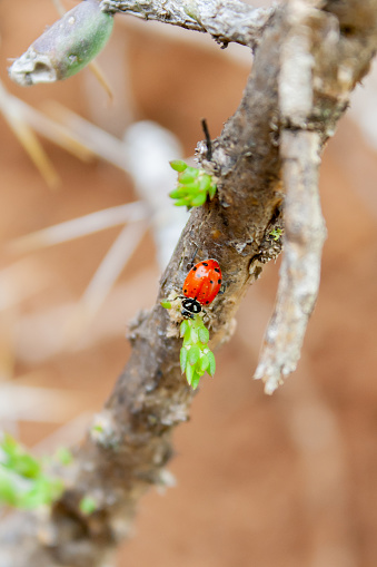 Bug eye view of a lady bug crawling on a Texas tree branch in uncivilized pasture.