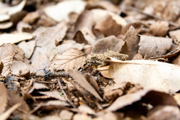 Frogs camouflaged in the natural terrain of leaves, broken trees and grass in an uncivilized pasture.